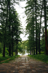 Clear lake in the forest with pines. Vertical image for phone desktop. The road leads to a deep lake in a green forest.