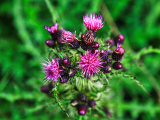 IRELAND's thistle cirsium palustre
