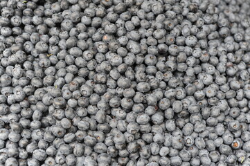 Fresh, raw, organic, natural sweet blueberries or bilberries or whortleberries or huckleberries fruits on a pile after harvest in summer