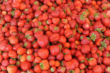 Fresh, juicy, raw, organic, natural sweet strawberries fruits on a pile after harvest in summer