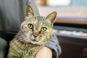 猫を抱きしめる