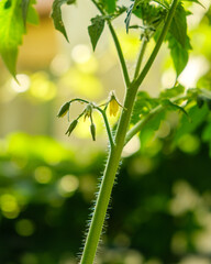 Close up shot of a flowering tomato bush. Growing tomatoes outdoors.