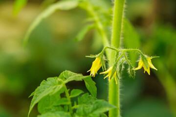 Close up shot of a flowering tomato bush. Growing tomatoes outdoors.