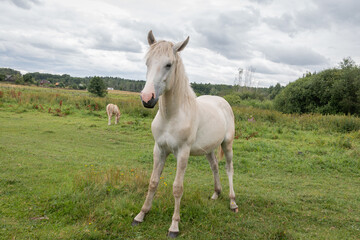 Obraz na płótnie Canvas A beautiful white stallion grazes in the meadow. Walking a horse. Stallion in the pasture.