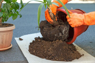 The gardener replaces Yuccas homemade flower in a pot