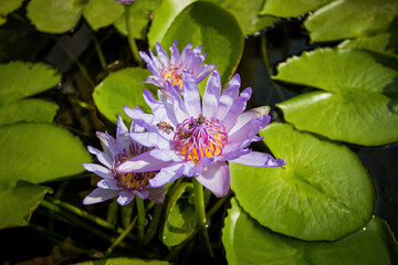 Southeast Asian country. It is famous for its tropical beaches, opulent royal palaces, ancient ruins, and temples adorned with Buddha figures.