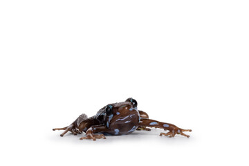 Blue striped Anthony's Poison Arrow Frog aka epipedobates Anthonyi buena espiranza sitting facing front. Isolated on white background.