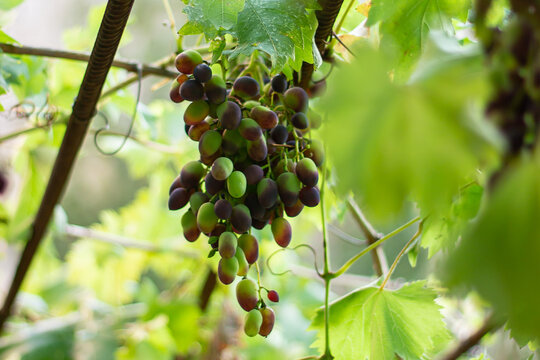 grapes on the vine