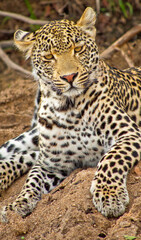Naklejka na ściany i meble Leopard, Panthera pardus, Kruger National Park, Mpumalanga, South Africa, Africa