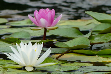 滋賀県草津市のスイレン