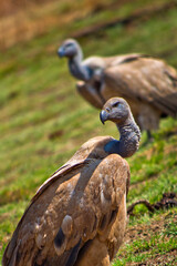 White-backed Vulture, Gyps africanus, Rhino and Lion Nature Reserve, Gauteng, South Africa, Africa