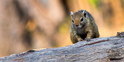 Tree Squirrel, Paraxerus cepapi, Chobe National Park, Botswana, Africa