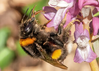 Hummel auf einer Blüte
