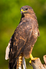 Buzzard, Buteo buteo, Mediterranean Forest, Castile Leon, Spain, Europe.
