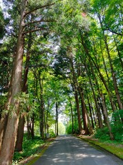 road in the forest