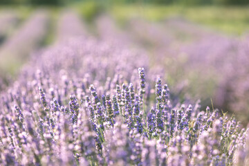 Fototapeta na wymiar Lavender bushes closeup on sunset. Sunset gleam over purple flowers of lavender. Provence region of France.