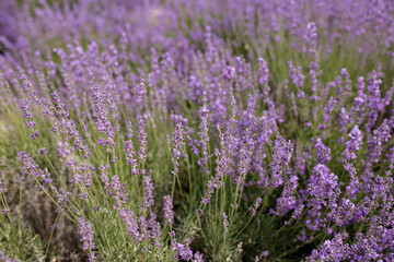 Selective focus on lavender flower in flower garden. Lavender flowers