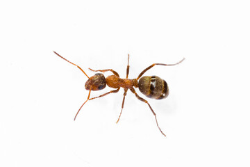 Ants on white background isolated
