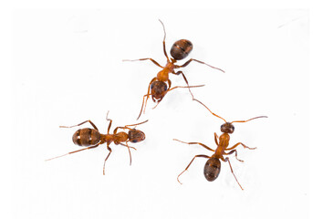 Ants on white background isolated