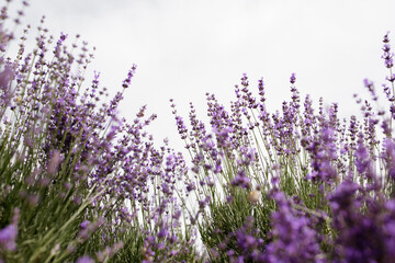 Obraz premium Lavender Field in the summer. Aromatherapy. Nature Cosmetics