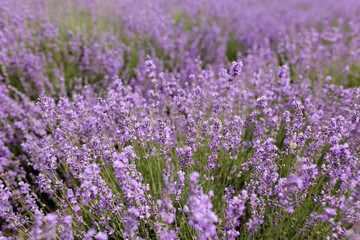 Fototapeta na wymiar Selective focus on lavender flower in flower garden. Lavender flowers
