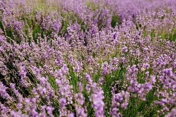 Naklejka premium Selective focus on lavender flower in flower garden. Lavender flowers