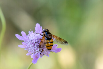 vue en gros plan d'une Volucella inanis