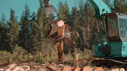 Feller Buncher stripping bark from pine tree log, logging industry