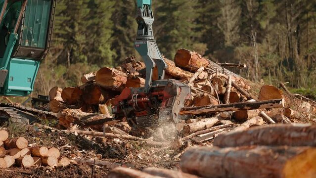 Processing logs with machine claw next to wood stock pile, clearcutting logging industry