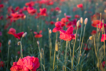 Field of poppies. Red poppy flowers at sunset. symbol of sleep, peace and death. National flower of Albania and Poland.