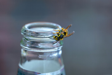 Wasp or yellow jacket on a bottle of soft drink, the insects can become a pest in summer, especially for allergy sufferers, copy space, selected focus