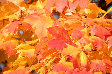 Naklejka na ściany i meble Nature close up of colorful maple leaf and maple leaves change colors in autumn with blurred colorful bokeh background, nature concept