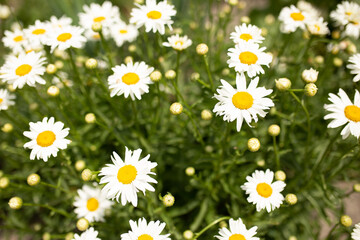 Chamomile flower field. Camomile in the nature. Field of camomile at sunny day at nature. Camomile daisy flowers in summer day