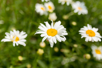 Chamomile flower field. Camomile in the nature. Field of camomile at sunny day at nature. Camomile daisy flowers in summer day