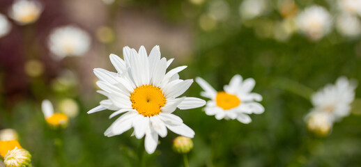 White Chamomile or Camomile flower grows in nature. Macro shoot with blur green meadow in the background