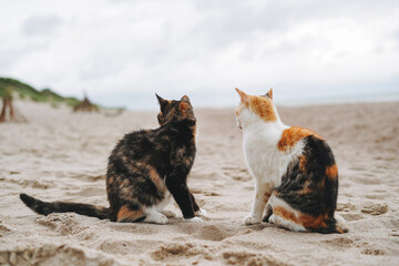 Cats on the sand by the sea in a storm