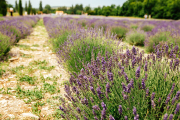 Obraz premium Lavender in the summer garden. Lavandula angustifolia growing in a garden in summer