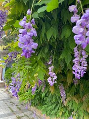 photo of beautiful fresh pale purple wisteria flowers in greenery close-up. High quality photo