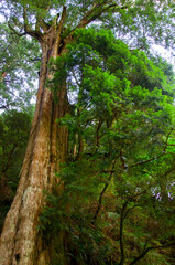 Taiwan, Lala Mountain, national forest, protected area, huge, thousand-year-old sacred tree