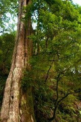 Taiwan, Lala Mountain, national forest, protected area, huge, thousand-year-old sacred tree