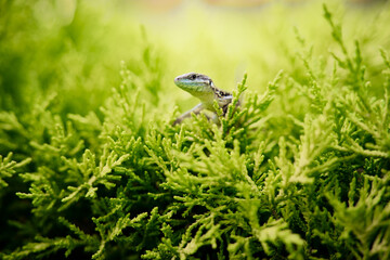 Wildlife. Small lizzard sitting on green bush.