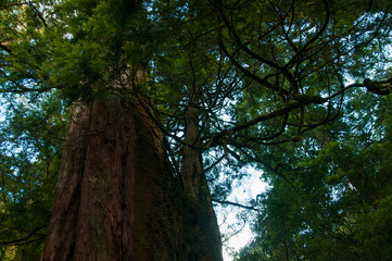Taiwan, Lala Mountain, national forest, protected area, huge, thousand-year-old sacred tree