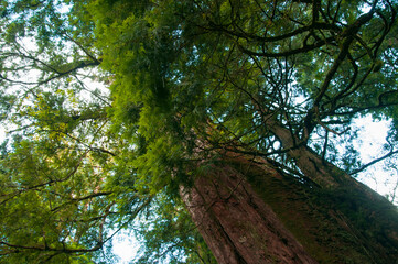 Taiwan, Lala Mountain, national forest, protected area, huge, thousand-year-old sacred tree