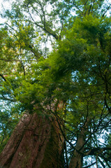 Taiwan, Lala Mountain, national forest, protected area, huge, thousand-year-old sacred tree