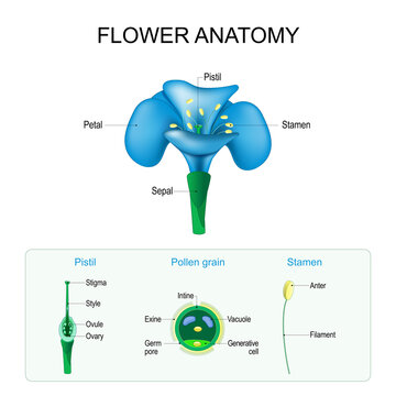 Flower anatomy. Structure of Pistil, Stamen, and Pollen grain