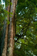 Taiwan, Lala Mountain, national forest, protected area, huge, thousand-year-old sacred tree