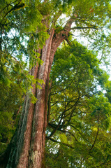 Taiwan, Lala Mountain, national forest, protected area, huge, thousand-year-old sacred tree