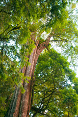 Taiwan, Lala Mountain, national forest, protected area, huge, thousand-year-old sacred tree