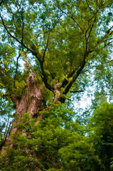 Taiwan, Lala Mountain, national forest, protected area, huge, thousand-year-old sacred tree