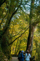 Obraz premium Taiwan, Lala Mountain, national forest, protected area, green, quiet, forest trail